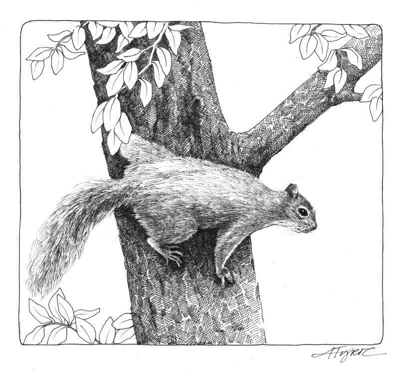 The Tall Tale of a Small Squirrel thumbnail