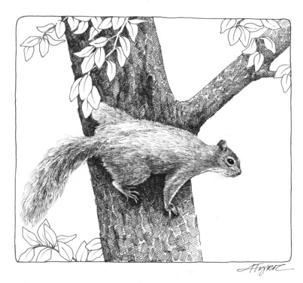 The Tall Tale of a Small Squirrel