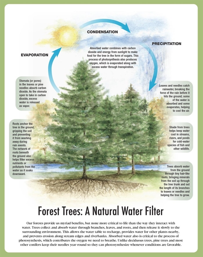 Forest Trees: A Natural Water Filter