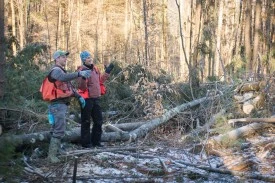 Forester tapper thumbnail