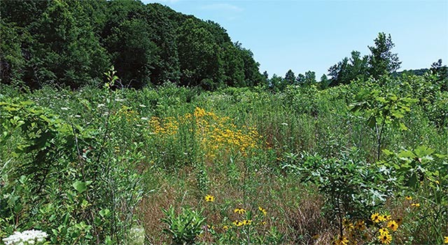 Forest Management in New York City