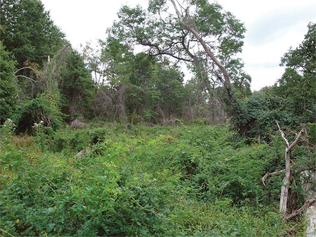 Forest Management in New York City