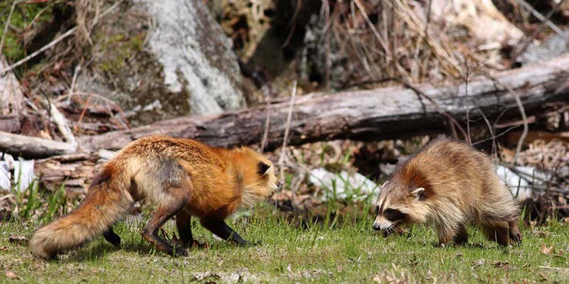 Fox Versus Raccoon