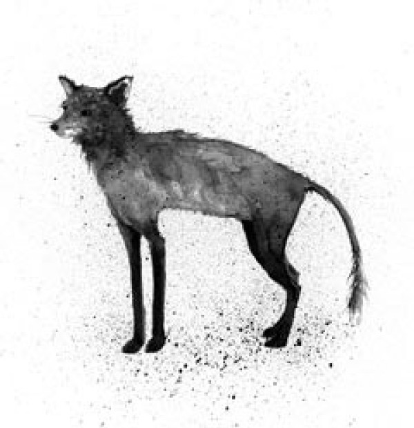 How Mange, a Terminal Disease, Afflicts Red Fox