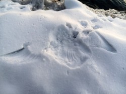 Snow print Photo: C. J. Frankiewicz