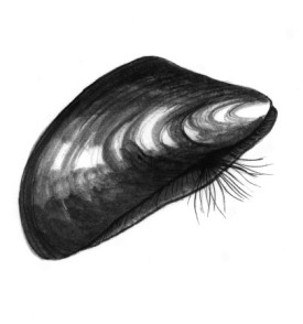 freshwater_mussel.jpg thumbnail
