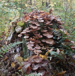 fruiting_bodies_stump_w.jpg