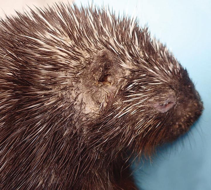 Fungal Disease Plagues Porcupines