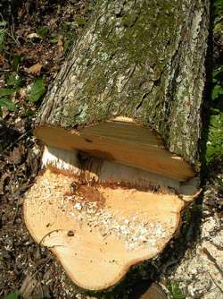 Safety First in the Forest Photo: Dave Mance III