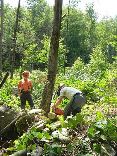 Safety First in the Forest thumbnail