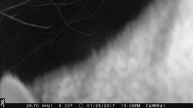 Game_Cam_Mystery_2_2_17_web.jpg thumbnail