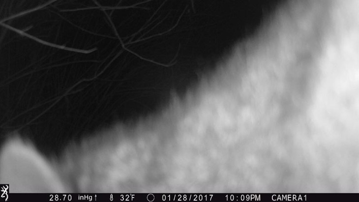 Game_Cam_Mystery_2_2_17_web.jpg Image