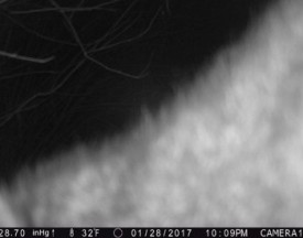 Game_Cam_Mystery_2_2_17_web.jpg thumbnail