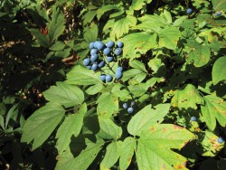 Wild Farms: Woodland Gardening in the 21st Century Photo: Virginia Barlow