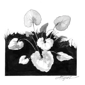 garlic_mustard.jpg thumbnail