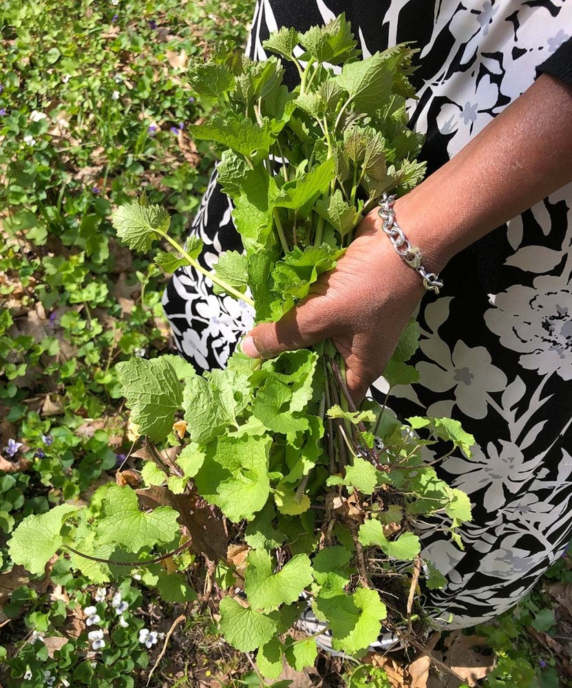 Wild Edibles Walk-About in Your Yard