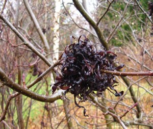 Alnus spaghettiosa thumbnail