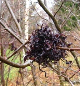 garry_plunket.jpg thumbnail