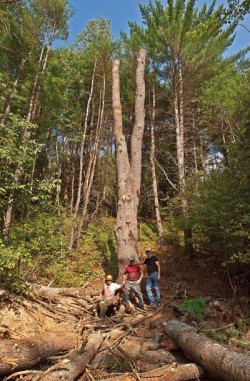 The Man Who Freed a Giant Photo: John Douglas/Flying Squirrel