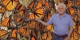 giant_butterflies.jpg thumbnail