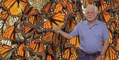 giant_butterflies.jpg