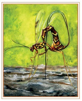 Giant_ichneumon_wasp.jpg thumbnail