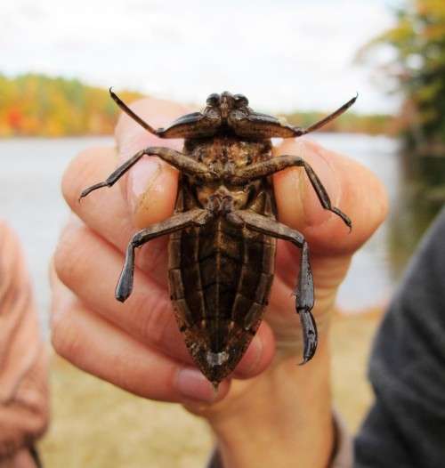 Giant water bug