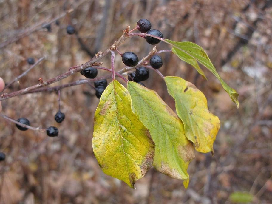 Landowner Preferences and Motivations for Controlling Invasive Plants thumbnail