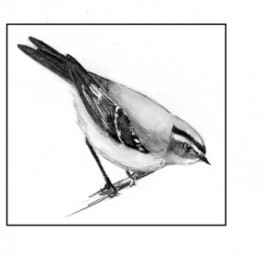 Golden-crowned_kinglet_1.jpg thumbnail