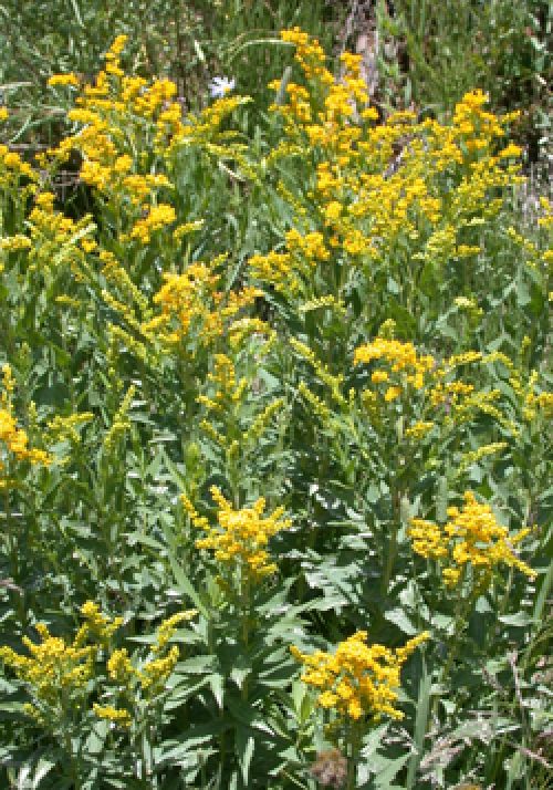 goldenrod_aut09.jpg
