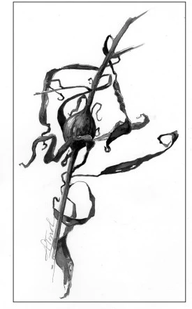 goldenrod_gall__1.jpg thumbnail
