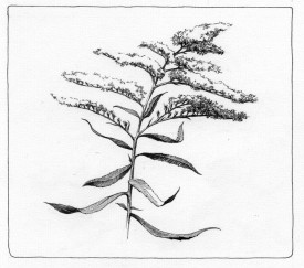 goldenrod_web.jpg thumbnail