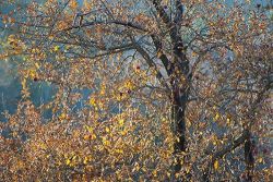goldleavesappletree_web4.jpg