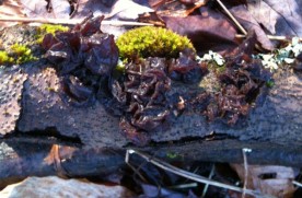 goo_600.jpg thumbnail