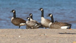 Birds in Focus: Canada Geese thumbnail