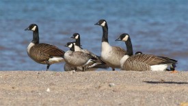 goose-aut16.jpg thumbnail