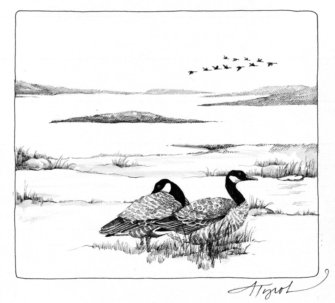 The Canada Goose Migration: a Grand Spectacle of Nature thumbnail