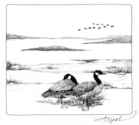 Goose migration thumbnail