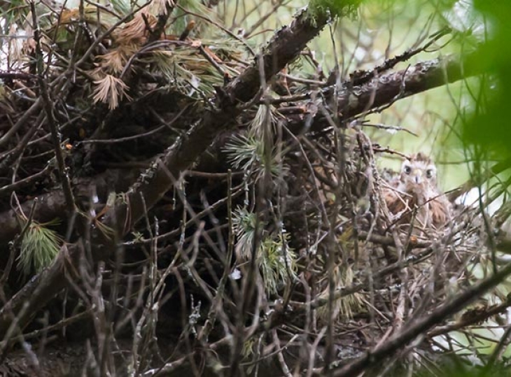 Gonzo Goshawks