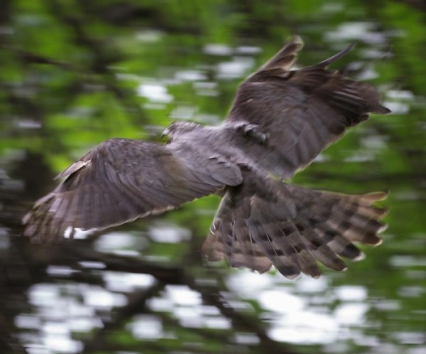 Gonzo Goshawks