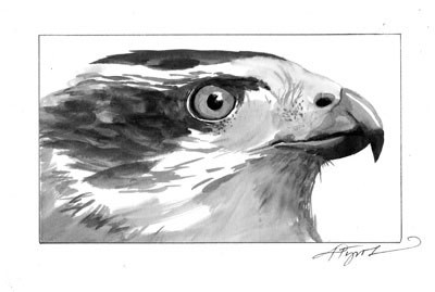 From Wooded Perch, a Goshawk Swoops In For kill thumbnail