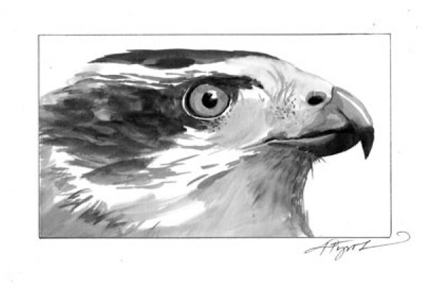 From Wooded Perch, a Goshawk Swoops In For kill