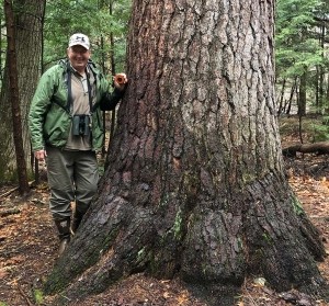 Exploring Big Trees, History, and Old Growth with David Govatski thumbnail