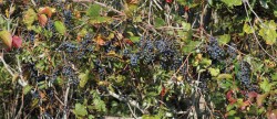 grapes.jpg