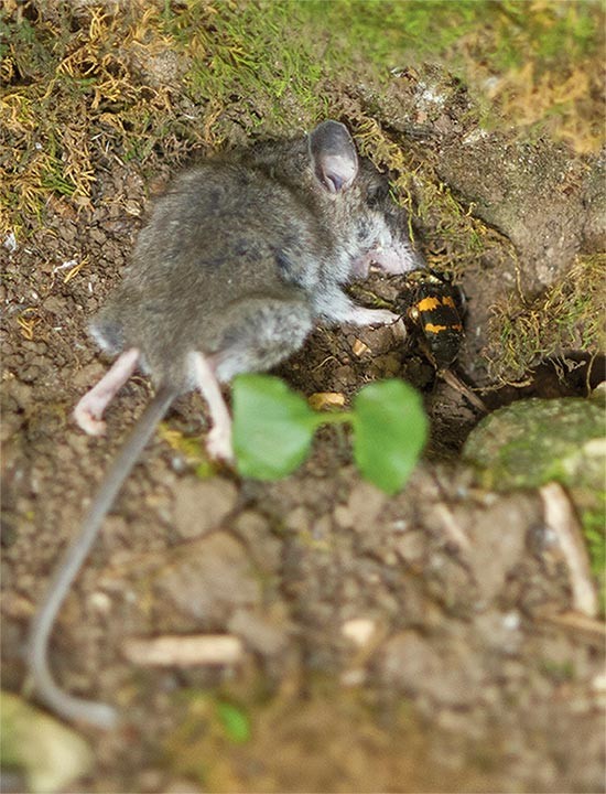 Grave Diggers of the Insect World