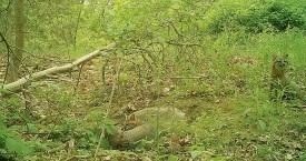 A Rare Glimpse into a Gray Fox Den thumbnail