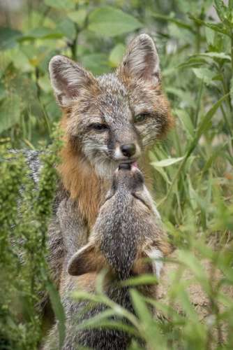 Gray fox kits