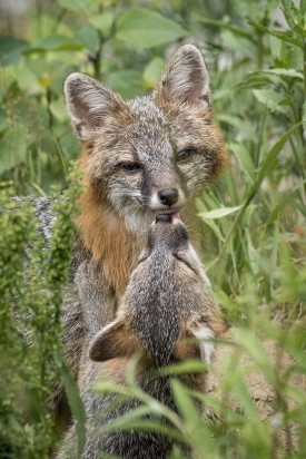 gray_fox_kits_web.jpg thumbnail
