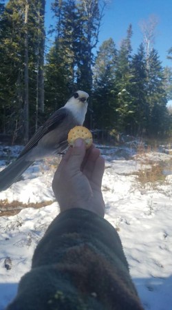 A Bird in Hand Photo: Lonnie Jandreau