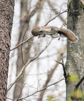 Gray squirrel thumbnail